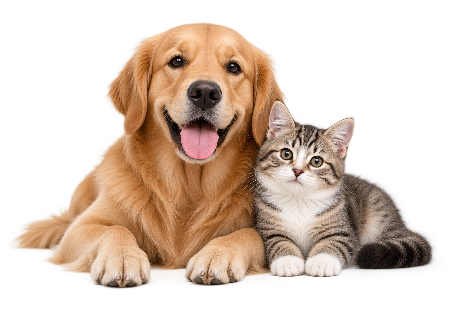 Dog and cat
